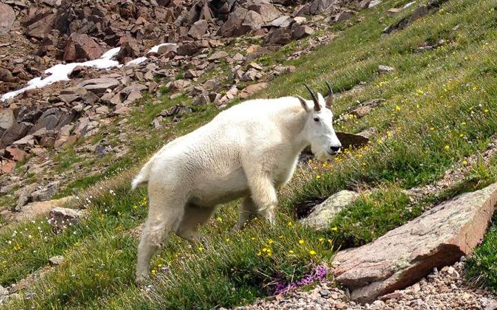 A white mountain goat stands on a grassy incline.
